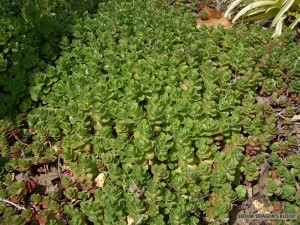 Sedum 'Dragon's Blood'.1